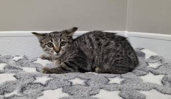Fruity Pebbles -  Domestic Short Hair Cat for Adoption in Shepherdsville, Kentucky - Fruity Pebbles | PetCurious