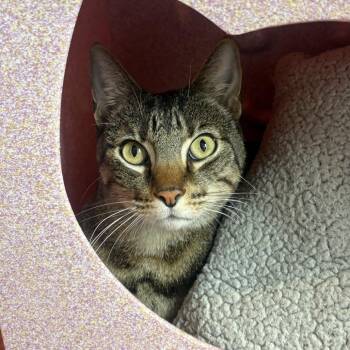 Cash -  Domestic Short Hair Cat for Adoption in Los Angeles, California - Cash | PetCurious