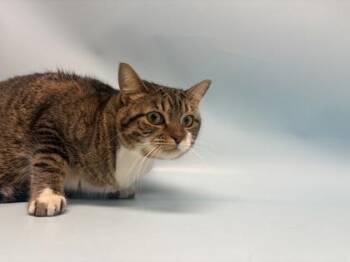 Missy -  Domestic Short Hair Cat for Adoption in Golden Valley, Minnesota - Missy | PetCurious
