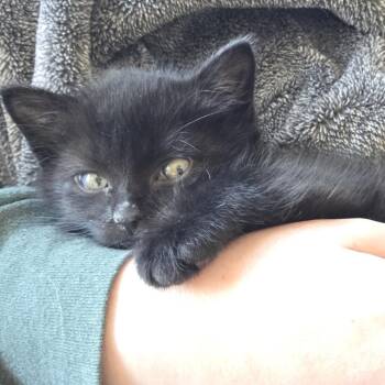 Krabby Patty C11088 -  Domestic Short Hair Cat for Adoption - Krabby Patty C11088 | PetCurious
