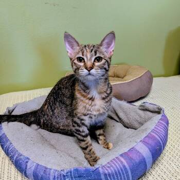Domestic Short Hair Cats Available for Adoption - Blaze | PetCurious