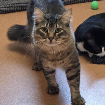 Gizmo -  Domestic Medium Hair Cat for Adoption in Ballston Spa, New York - Gizmo | PetCurious