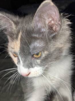 Dilute Calico Cats Available for Adoption in Brampton, Ontario - Ash C | PetCurious