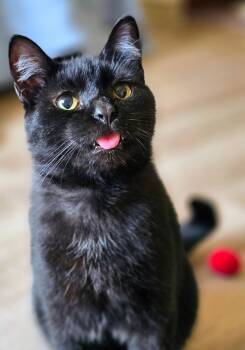 Rescue Domestic Short Hair Cats for Adoption in Mineral Point, Wisconsin - Onyx | PetCurious