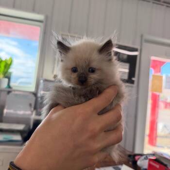 Flik -  Domestic Long Hair Cat for Adoption in Spanish Fork, Utah - Flik | PetCurious
