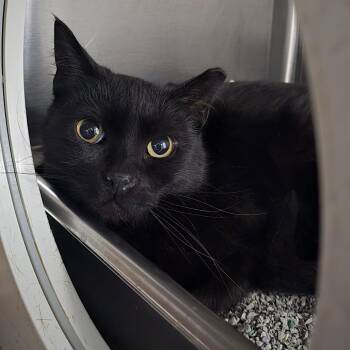 Domestic Short Hair Cats Available for Adoption in Denver, Colorado - Sweet Pea Warrah | PetCurious