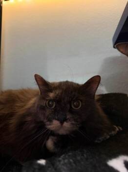 Dusty-bonded with Patches / Patches-bonded with Dusty -  Domestic Medium Hair Cat for Adoption in Ashland, Wisconsin - Dusty-bonded With Patches / Patches-bonded With Dusty | PetCurious