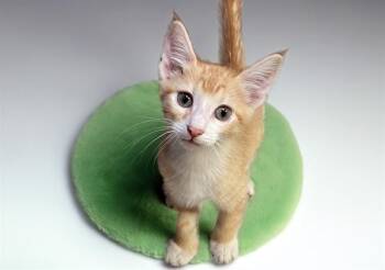 BERT -  Domestic Short Hair Cat for Adoption in Fort Lauderdale, Florida - BERT | PetCurious