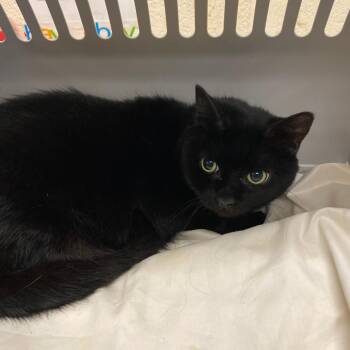 Domestic Short Hair Cats Available for Adoption in Memphis, Tennessee - Chrissy | PetCurious