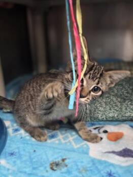 Tegan -  Domestic Short Hair Cat for Adoption in Westland, Michigan - Tegan | PetCurious