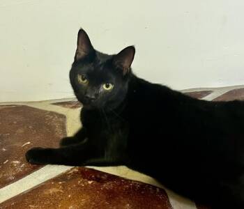 Rescue Domestic Short Hair Cats for Adoption in Bonsall, California - Haunter 4479 | PetCurious