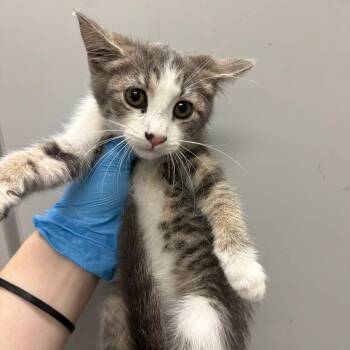 Fried Cheesecake -  Domestic Short Hair Cat for Adoption in Columbiana, Alabama - Fried Cheesecake | PetCurious