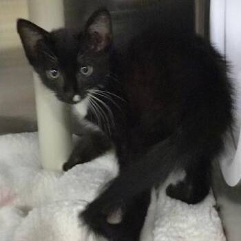 Frank -  Domestic Short Hair Cat for Adoption in West Palm Beach, Florida - Frank | PetCurious