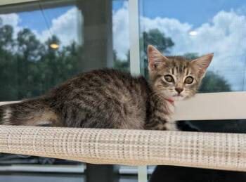 Ziggy -  Domestic Short Hair Cat for Adoption in Kingsland, Georgia - Ziggy | PetCurious