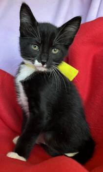 Romeo -  Tuxedo Cat for Adoption in Hood River, Oregon - Romeo | PetCurious