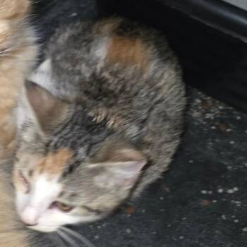 Quinley -  Domestic Medium Hair Cat for Adoption in Natchitoches, Louisiana - Quinley | PetCurious