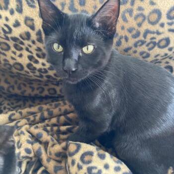 Smoke -  Domestic Short Hair Cat for Adoption in Washougal, Washington - Smoke | PetCurious