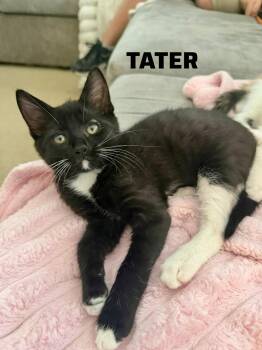 Domestic Short Hair Cats Available for Adoption in Shrewsbury, Massachusetts - Tater | PetCurious