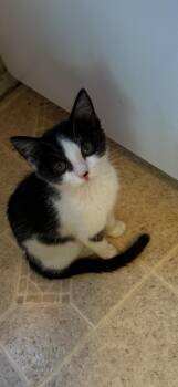 Valley -  Domestic Short Hair Cat for Adoption in Ogden, Utah - Valley | PetCurious