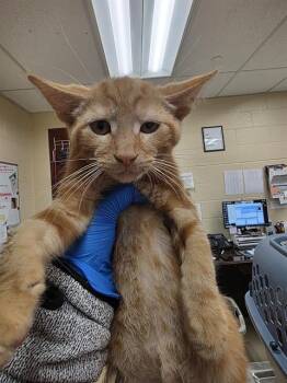KEENAN -  Domestic Short Hair Cat for Adoption in Aliquippa, Pennsylvania - KEENAN | PetCurious