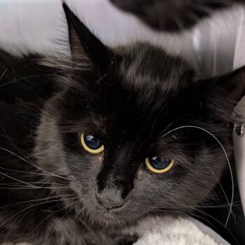 Rescue Domestic Medium Hair Cats for Adoption in Spokane, Washington - Tot | PetCurious