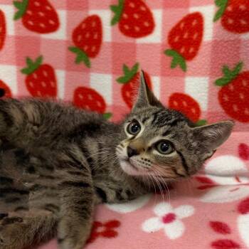 Antman -  Domestic Short Hair Cat for Adoption in Riverwoods, Illinois - Antman | PetCurious