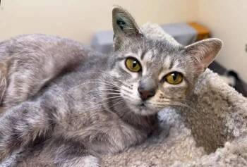 Domestic Short Hair Cats Available for Adoption - O