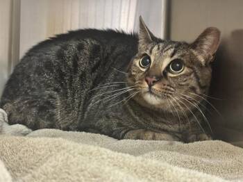 MAC -  Domestic Short Hair Cat Available for Adoption in Colorado Springs, Colorado - MAC | PetCurious