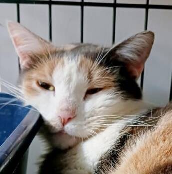 Matilda -  Domestic Short Hair Cat for Adoption in Bulverde, Texas - Matilda | PetCurious