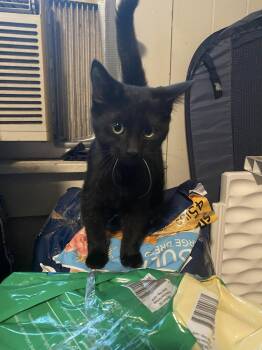 Rescue Domestic Short Hair Cats for Adoption in Beckley, West Virginia - Ashes | PetCurious