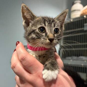 Jane -  Domestic Short Hair Cat for Adoption in Chattanooga, Tennessee - Jane | PetCurious