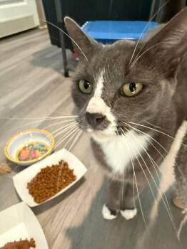 Daisy -  Russian Blue Cat for Adoption in New Braunfels, Texas - Daisy | PetCurious