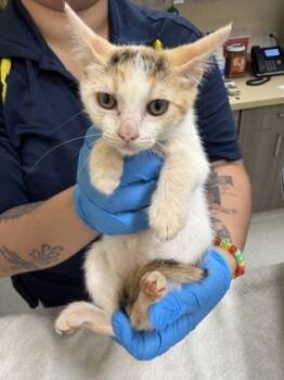 Trinity -  Domestic Short Hair Cat for Adoption in Honolulu, Hawaii - Trinity | PetCurious