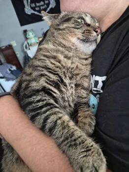 Rescue Domestic Short Hair Cats for Adoption in Roachdale, Indiana - Tommy | PetCurious