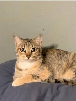 Rescue Domestic Short Hair Cats for Adoption in Baton Rouge, Louisiana - Gabi | PetCurious
