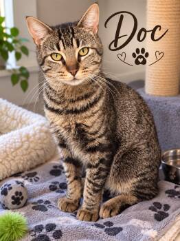 Doc -  Tabby Cat for Adoption in Saginaw, Michigan - Doc | PetCurious