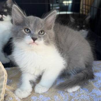 Earl Grey -  Domestic Long Hair Cat for Adoption in Midland, Texas - Earl Grey | PetCurious