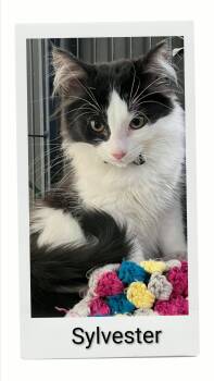 Sylvester -  Domestic Short Hair Cat for Adoption in Caistor Centre, Ontario - Sylvester | PetCurious