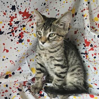 Dyson Yap 56506 -  Domestic Short Hair Cat for Adoption in Eaton Rapids, Michigan - Dyson Yap 56506 | PetCurious