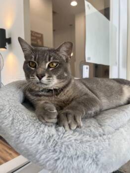Domestic Short Hair Cats Available for Adoption in Houston, Texas - Freddy | PetCurious