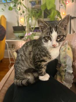Bing -  Domestic Short Hair Cat for Adoption in Buffalo, New York - Bing | PetCurious