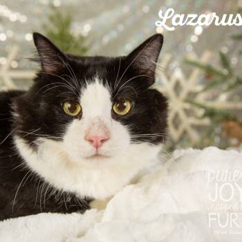 Rescue Domestic Short Hair Cats for Adoption in Springfield, Missouri - Lazerus | PetCurious