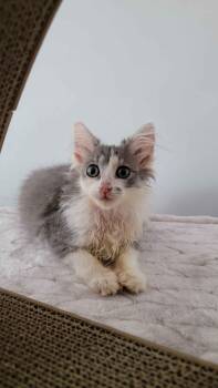 Organza -  American Shorthair Cat for Adoption in Florham Park, New Jersey - Organza | PetCurious