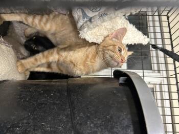 Taki -  Tabby and Domestic Short Hair Cat for Adoption in New Orleans, Louisiana - Taki | PetCurious
