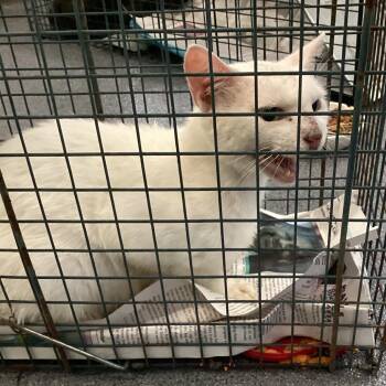 White Kitty -  Domestic Short Hair Cat for Adoption in Montgomery, Alabama - White Kitty | PetCurious