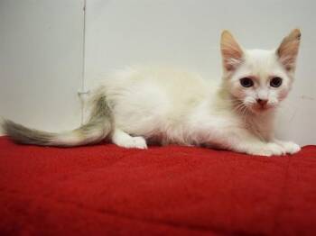 CHERRY -  Domestic Short Hair Cat Available for Adoption in Sacramento, California - CHERRY | PetCurious