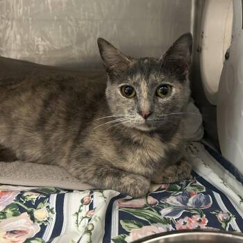 Polly -  Domestic Short Hair Cat Available for Adoption in Charleston, West Virginia - Polly | PetCurious