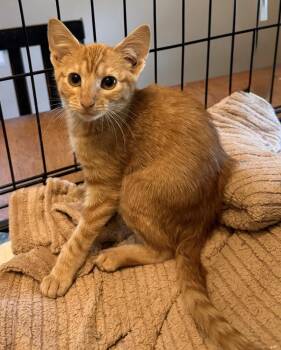 Peaches -  Domestic Short Hair Cat for Adoption in Emporia, Kansas - Peaches | PetCurious