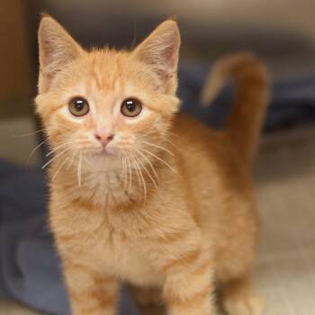 Baconator -  Domestic Short Hair Cat for Adoption in Belleville, Illinois - Baconator | PetCurious