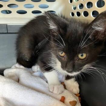 Felix - Chow Hound Northland -  Domestic Short Hair Cat for Adoption in Grand Rapids, Michigan - Felix - Chow Hound Northland | PetCurious